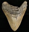 Monster Megalodon Shark Tooth #6652-1